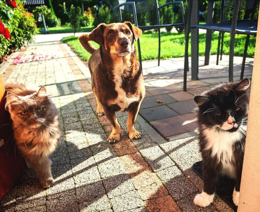 Ostoja Czersk Gora Kalwaria Zamek Krolowej Bony Domki Caloroczne Экстерьер фото